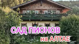 Прогуляемся по САДУ ПИОНОВ🌺 в Горном Алтае⛰️#алтай #цветы #flowers #garden #модныйсад