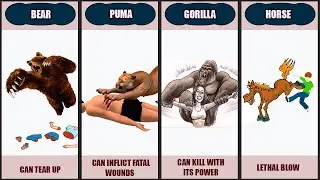 How These Animals Can Kill People