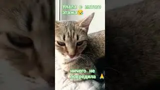 кошка Шейла