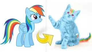 Rainbow Dash as Kitten MLP