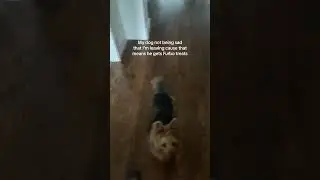Now my dog can't wait for me to leave! 😂 Thanks to Furbo... #FurboDogCamera #Furbo #funnydogs