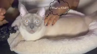 ASMR🐱Except it’s just my kitten failing at ASMR for 8 minutes straight (purring, eating, scratching)