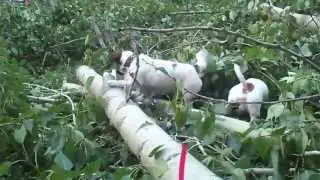 А у нас во дворе все деревья на земле...