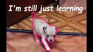Sweet Chihuahua Puppy's First Run