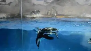Анапский зоопарк, пингвинарий