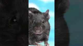 Mice and Soup #shorts #animals