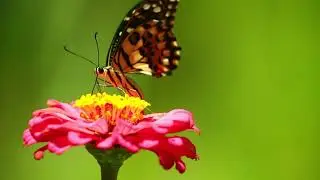 Butterfly on flowers