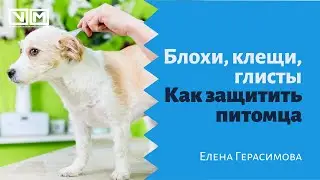 Блохи, клещи, глисты. Как защитить питомца