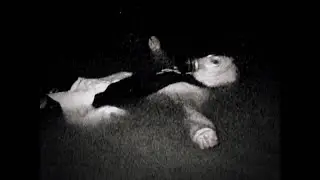 Gao the Arsonist - SHARKFIN [VISUAL]