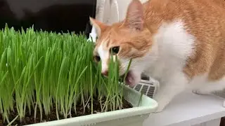 What happens when a cat loves eating grass...