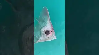 Ужасный скат с зубастой пастью.