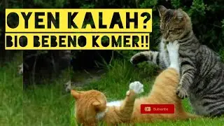 Kucing Lambor  Bergaduh 😹 