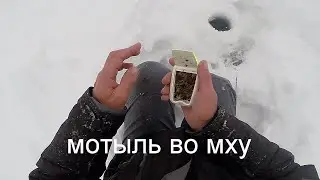 Как хранить мотыля зимой для рыбалки.