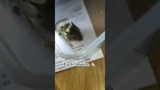 Baby mouse found 🐁 #mouse #animals #cute #mice #india