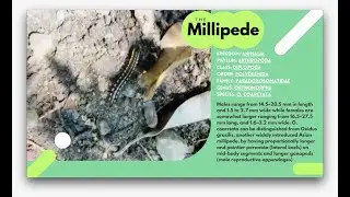 Millipede | Diplopoda