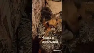 Вкусно.... #собака #чишкамалышка #чихуавдоме #чорки