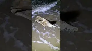 Mystery Ray Shaped 