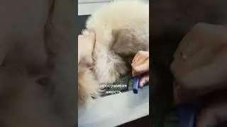 How to comb out mats in a dog 