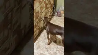 Собака играет с попугаем. Dog playing with parrot. 