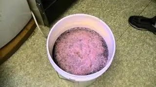 Elderberry Wine pt. 1