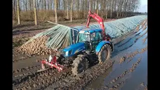 Débachage mécanisée de tas de betteraves