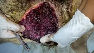 Veer W/ gaping wound with hundreds of maggots