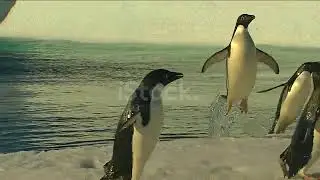 Anarctica Adelie Penguins Stock Video   Download Video Clip Now   iStock
