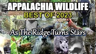 BEST of 2023 Appalachia Wildlife of As The Ridge Turns STARS in the Foothills of The Smokies