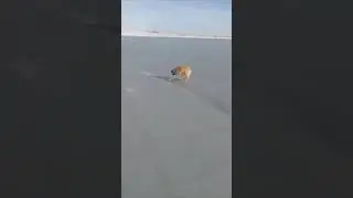 Гость на рыбалке