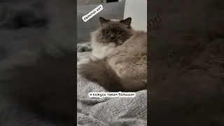 Я не толстый😸 #рекомендации #шортс #смешныевидео #shorts #топ #приколы #юмор #кот #тренд #shorts