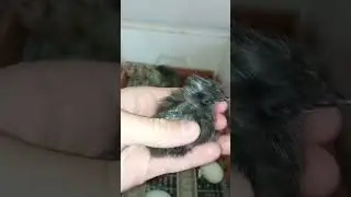 Очередной вывод. Голошейный ухейлюй.