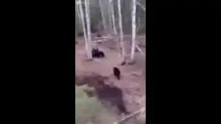 Мишка нашёл охотника