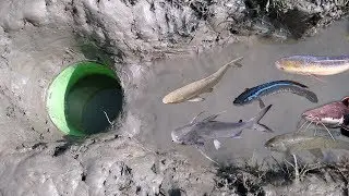 How To Make fish trap for fishing - Smart Man Build Fish Trap By Muddy soil - Get lot of Fish 100%