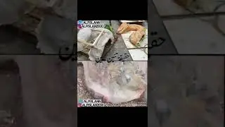 تنين   ابين  حقيقة  التنين