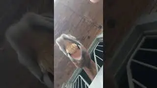 #приколы Замарашки в сети 😂