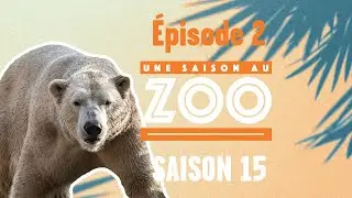 C’est l’heure de la pesée pour les ours polaires ! (S15E02) [INTEGRAL]