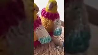 My bird in winter clothes 😋😋