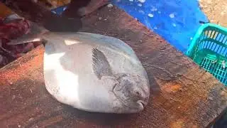 flatfish cutting skill || fishmarket, South Indian fish || cleaning skill || fisherman fish...