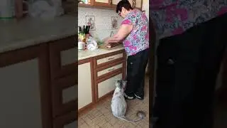 Cat asked for food
