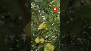Köyde Hayat Var (Part2)