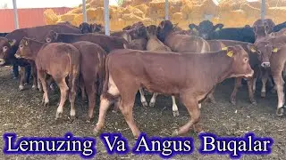 Puli borga Zo'ri Bor  LEMUZING  va  ANGUS  BUQALAR ☎️91-046-09-81 Evropadan keldi