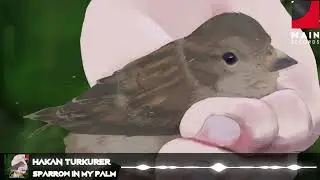 Hakan Türkürer - Sparrow In My Palm (Main Records Release)