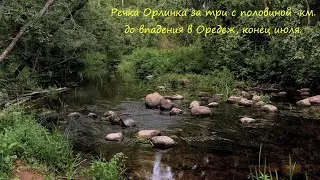 Речка Орлинка за три с половиной километра  до впадения в Оредеж, конец июля.