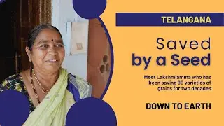 Saved by a Seed : Meet the woman who preserves over 90 endangered varieties of grains