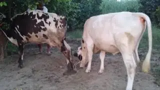 Cow Mating Shy Bull Vs Crazy Cow