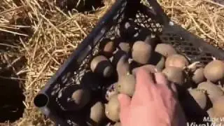 Посадка картофеля под соломой