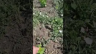 Наш виноградник на 01.07.24