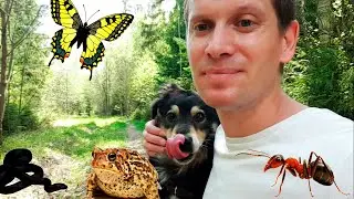 Гуляем с Мартой по лесу и ищем животных