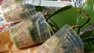 ТРОЕ СУТОК В УТЕПЛИТЕЛЕ И ТЕМНОТЕ 😱 ОРХИДЕИ ПУТЬ ДОМОЙ