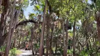 Taking a hike through SW FL native hammock
